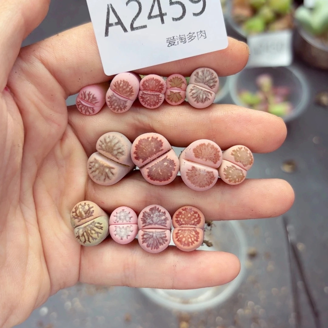 2459—腿长介意慎拍 不售后