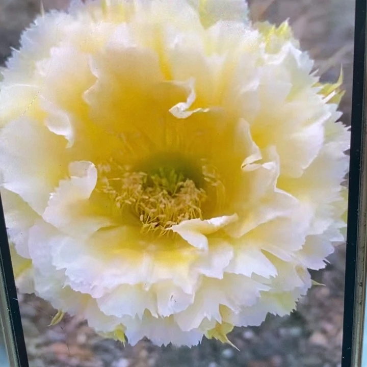 彩草黄牡丹7.5公分左右干皮