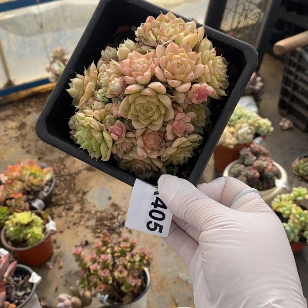 405香香麦秆一物一拍