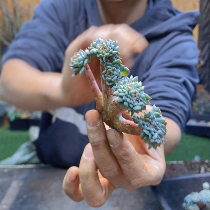 豆***人白胖子小树一拍多肉植物471