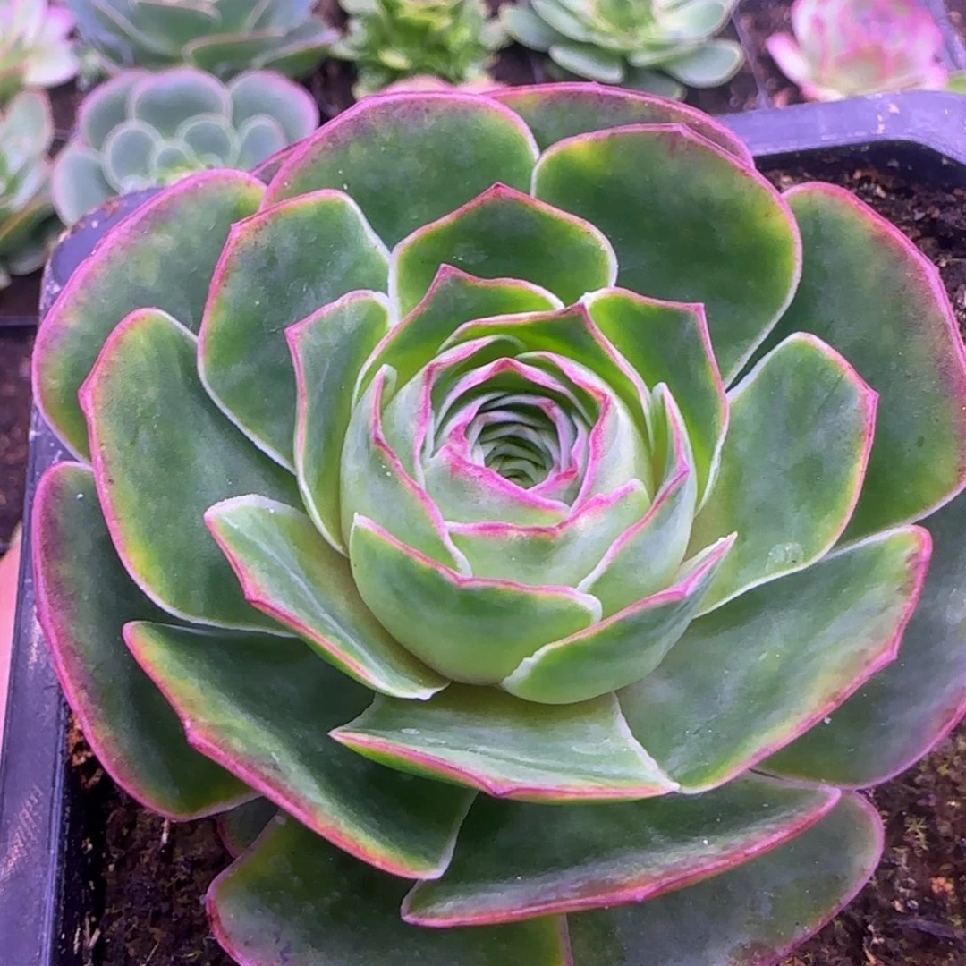 6.5厘米神舟捧花老庄11242457573