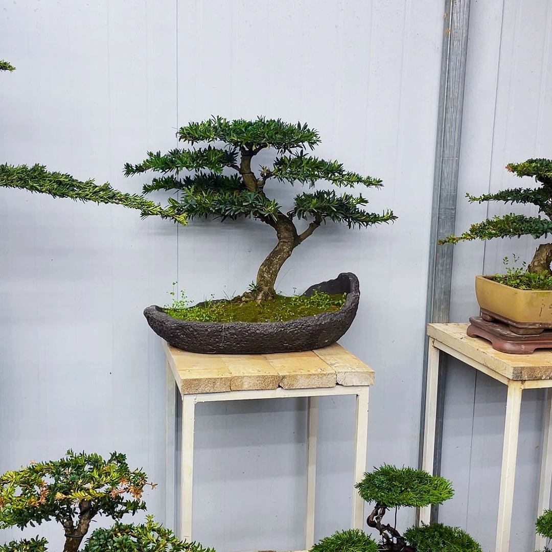 盆景盆景造型罗汉松小红帽