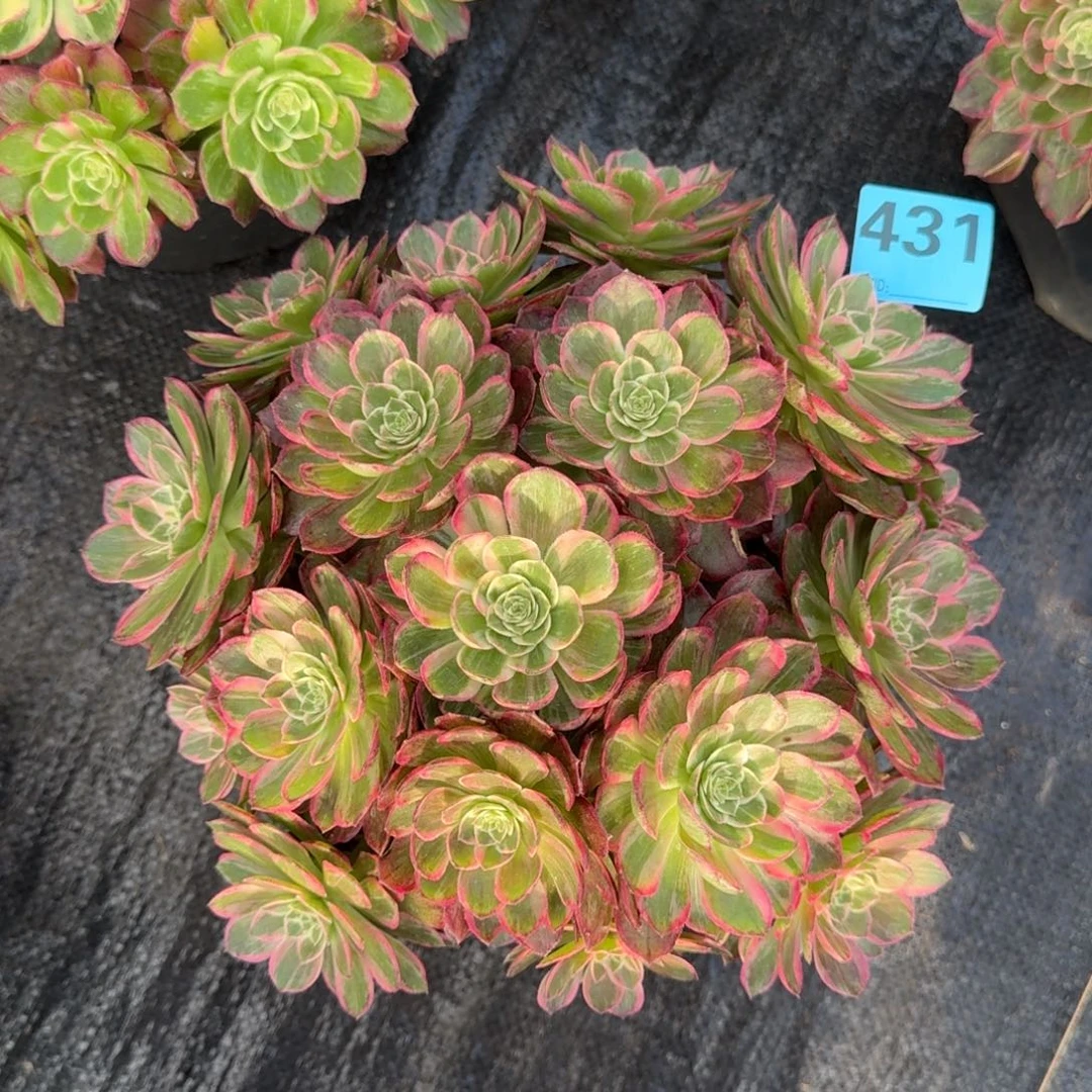 用*431多肉万花筒发货