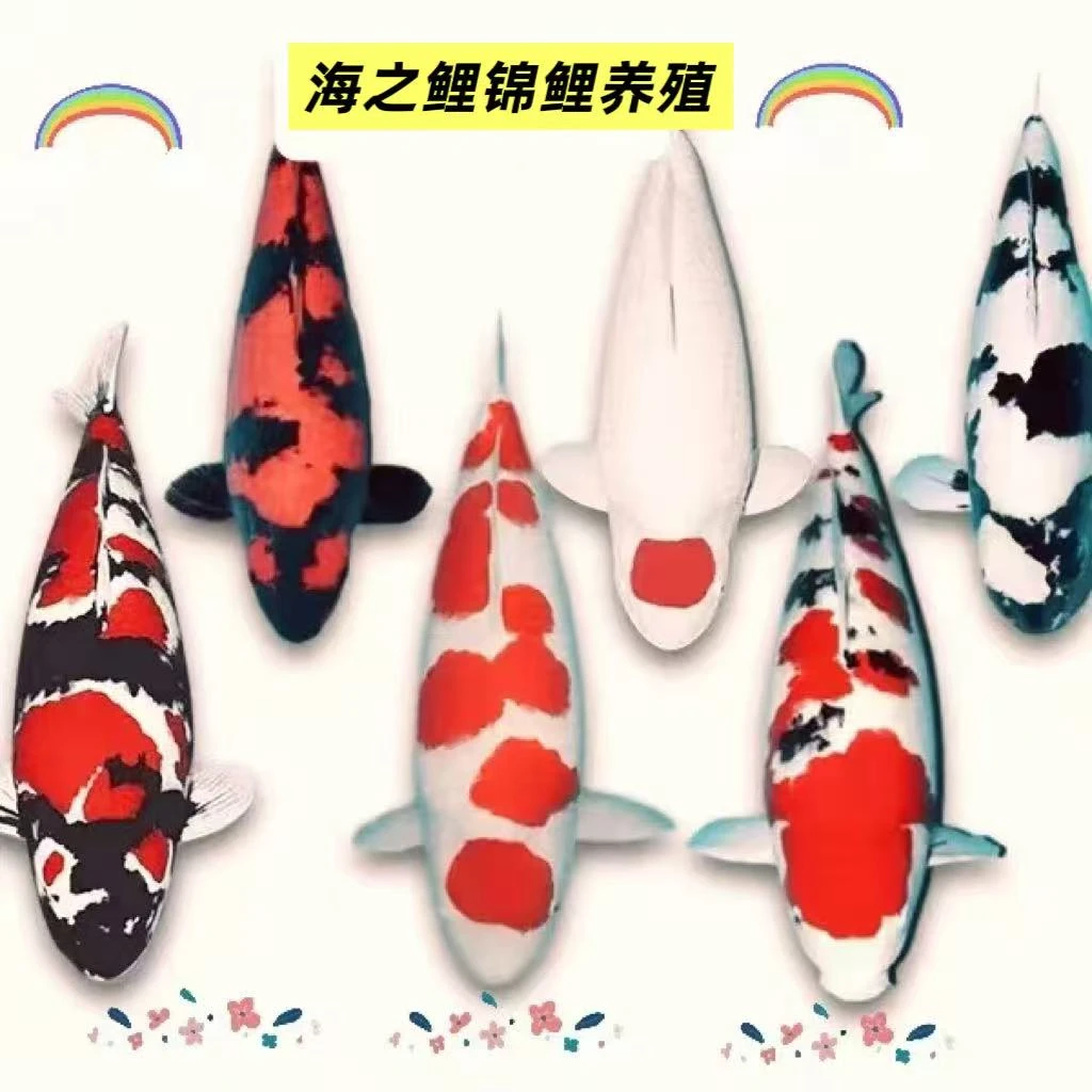 精品锦鲤进口锦鲤红白大正昭和丹顶白写绯写茶里浅黄黄金火鲤孔雀