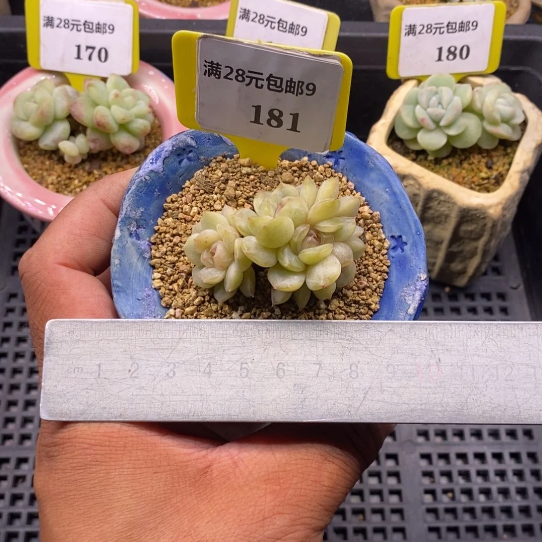 9181白恋四头朵多肉