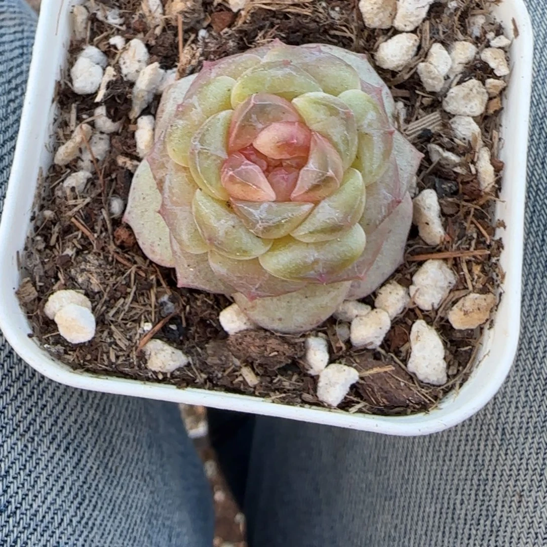 多肉小卡拉米糖心一物一拍