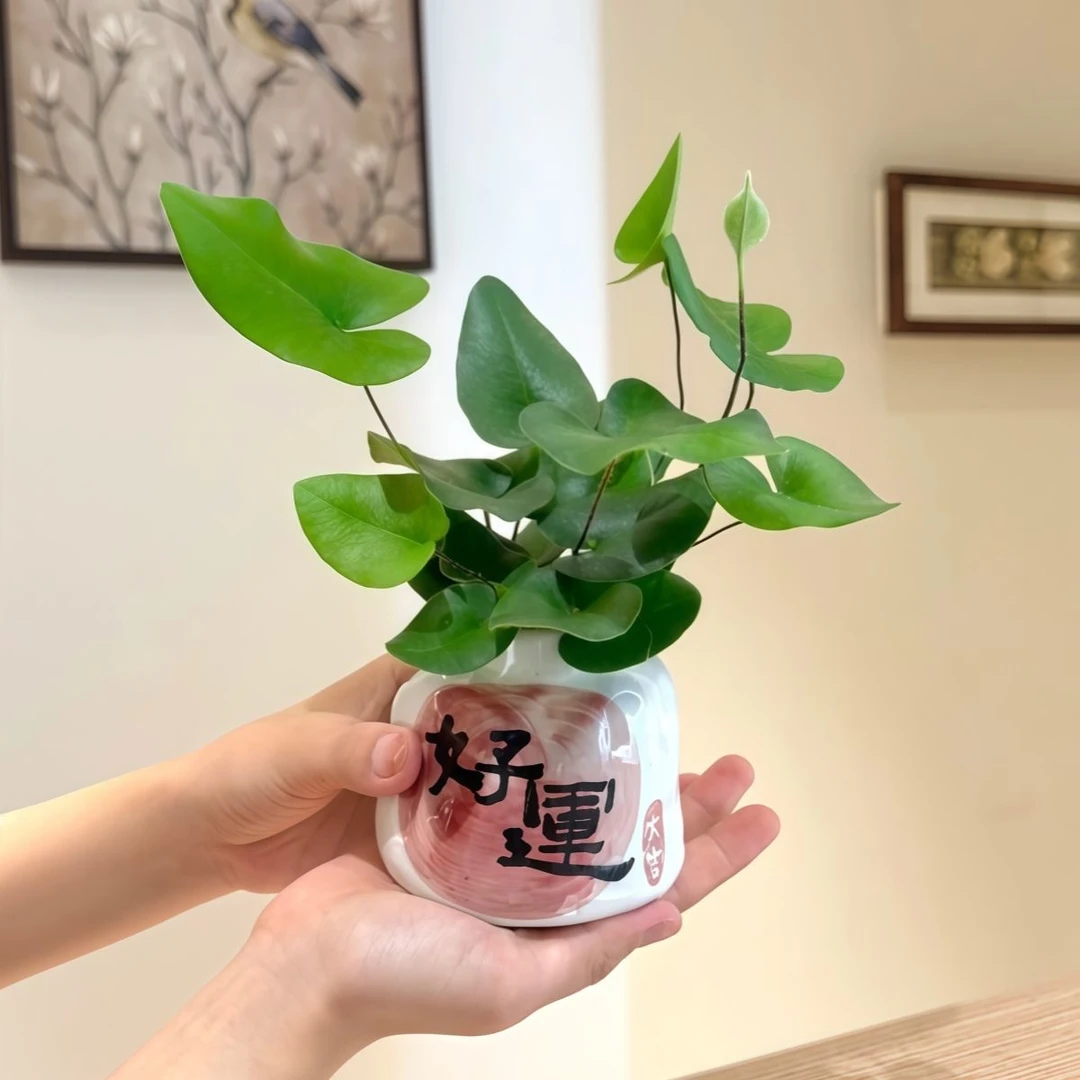 心愿蕨好养易活新奇植物办公桌室内桌面小盆栽绿植送礼净化空气