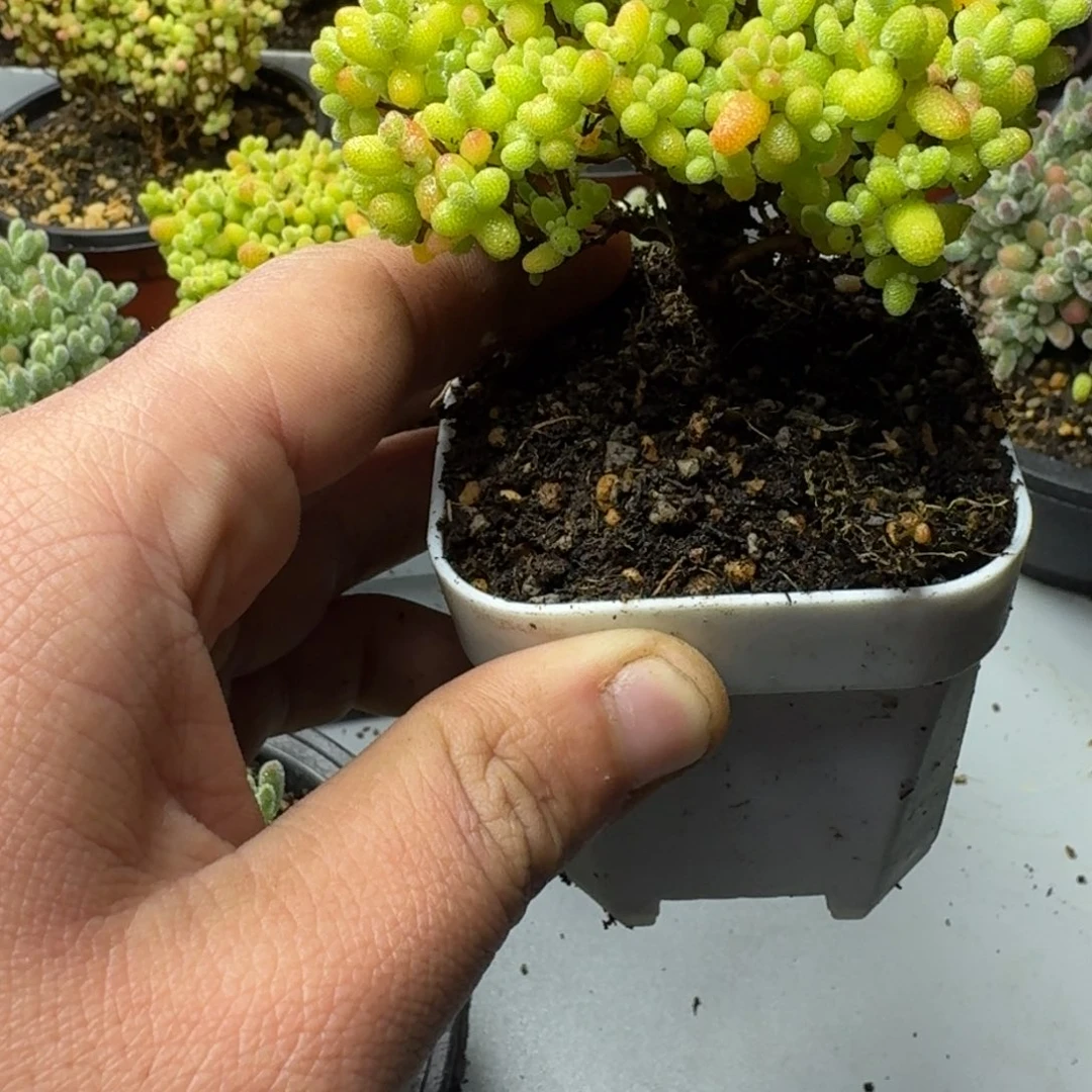 左***爱多肉植物枝干番杏