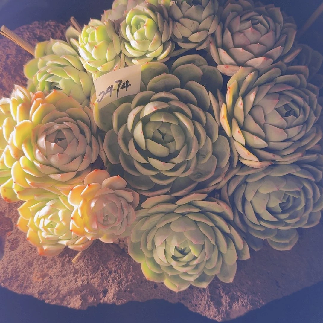 豆***丫0474杂交多肉植物