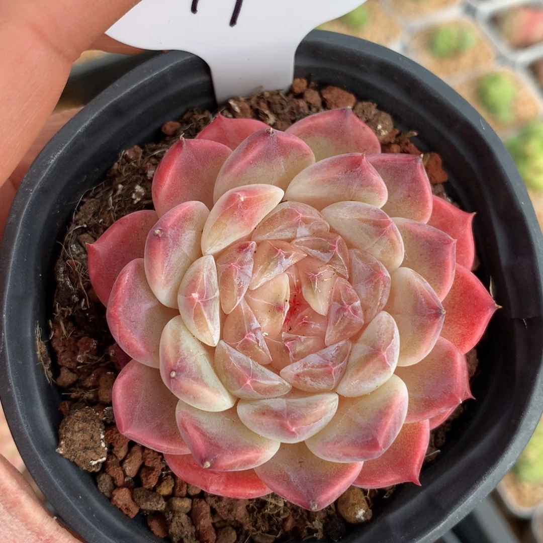 粉透心冰魄单头4904