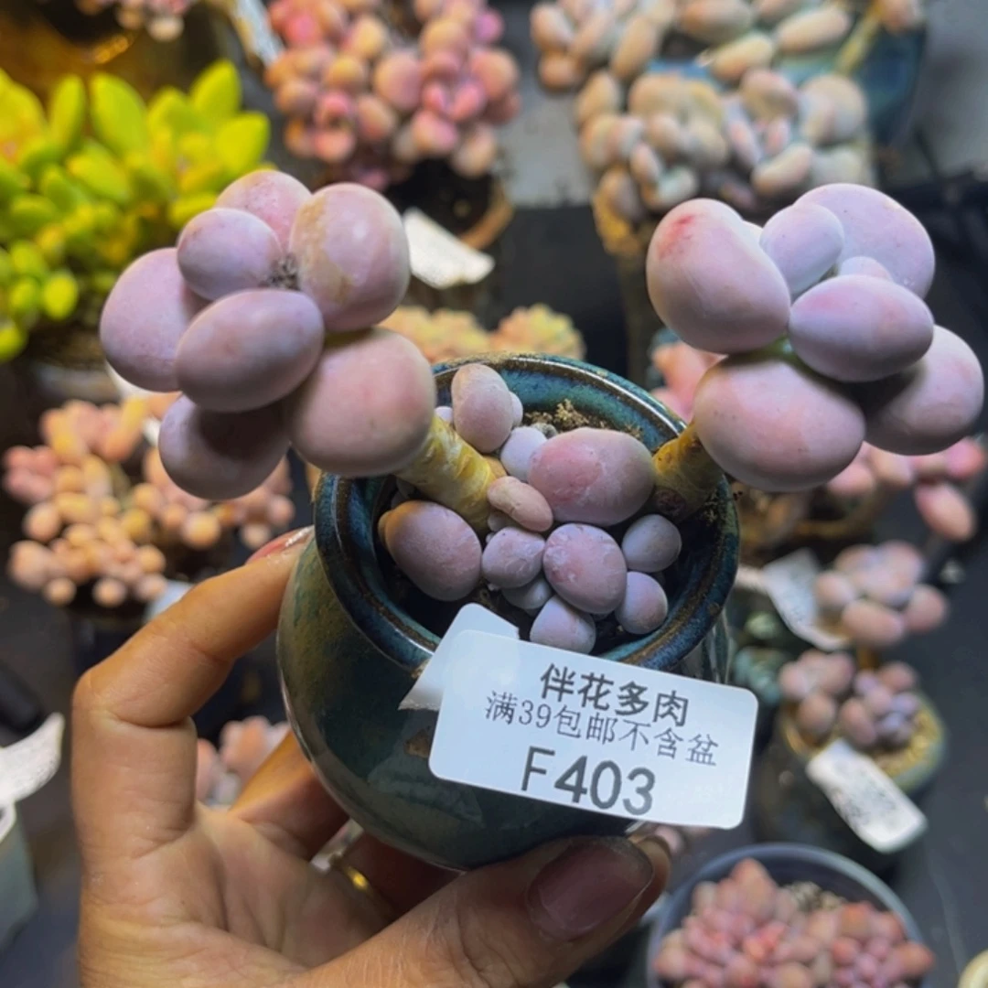 芭比奶酪403/8cm多肉