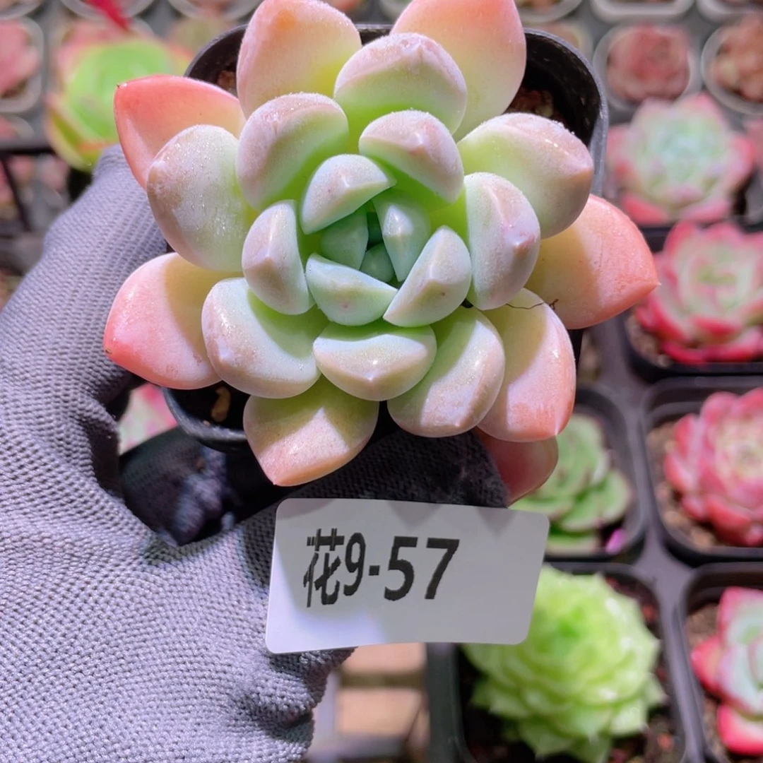 花利美 9-57奶糖