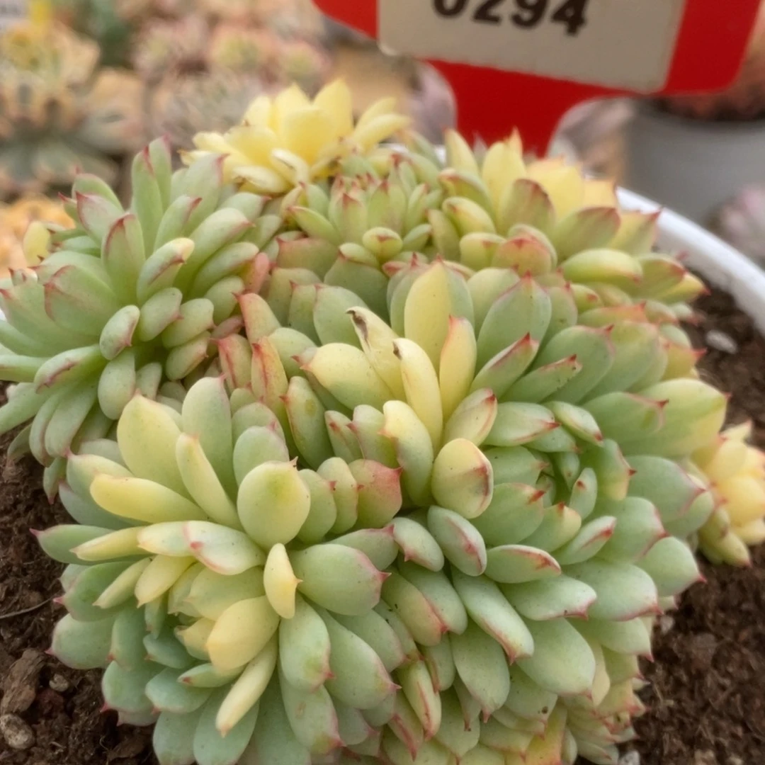 294黄覆轮梦幻玫瑰锦锦锦锦锦锦