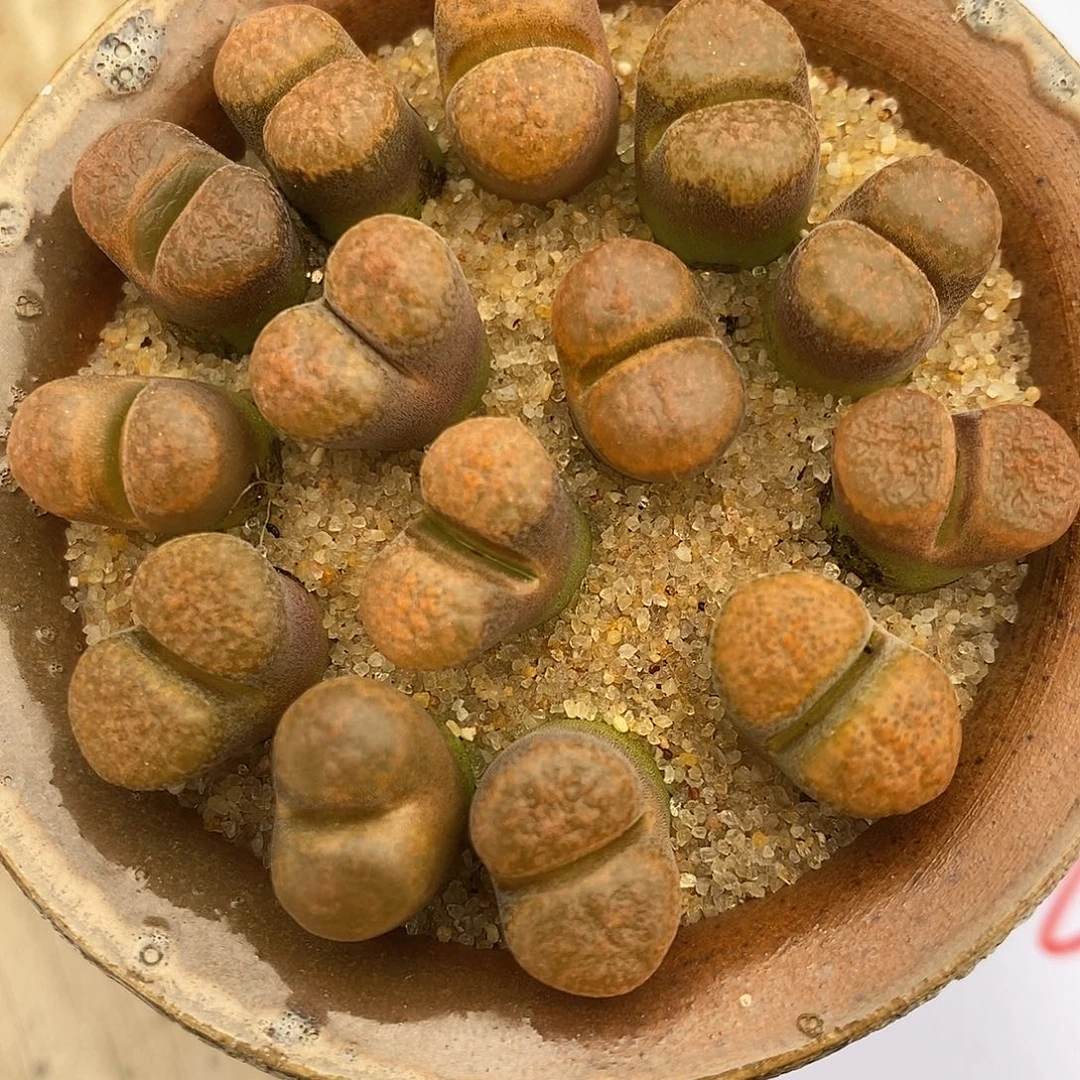 2239超级蛋糕风铃一组。