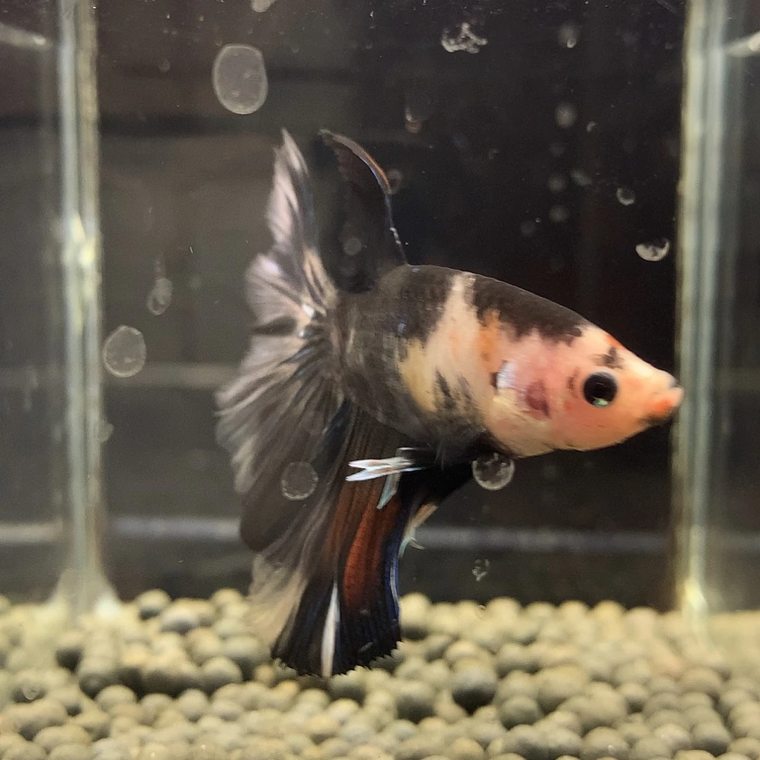 海水鱼七弟泰国斗鱼210