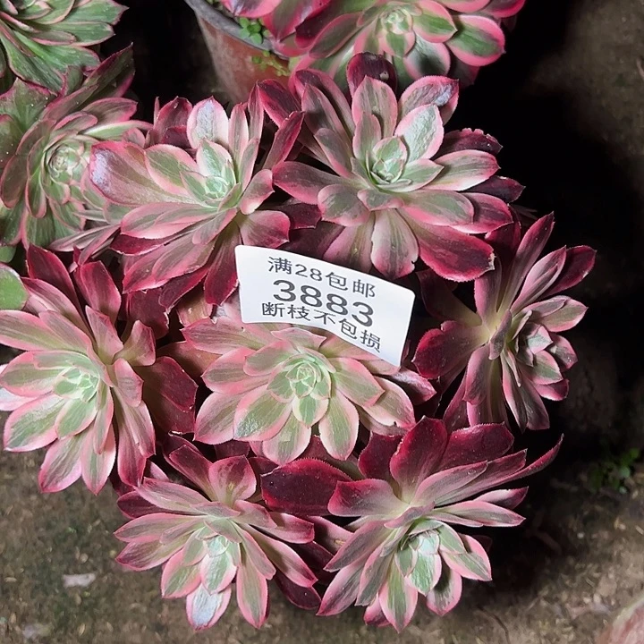 3883浣纱多肉植物