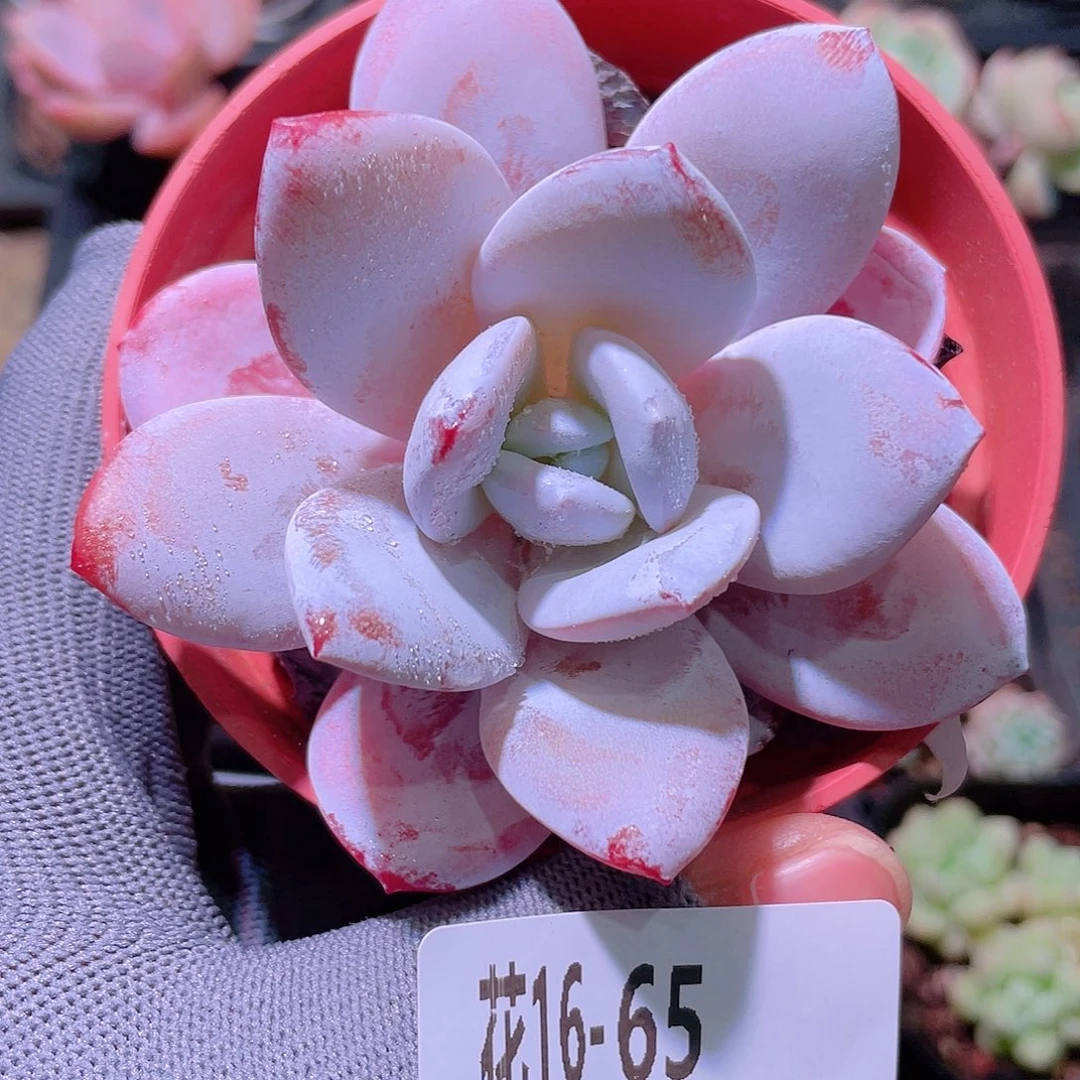 花利美16-65粉雪莲
