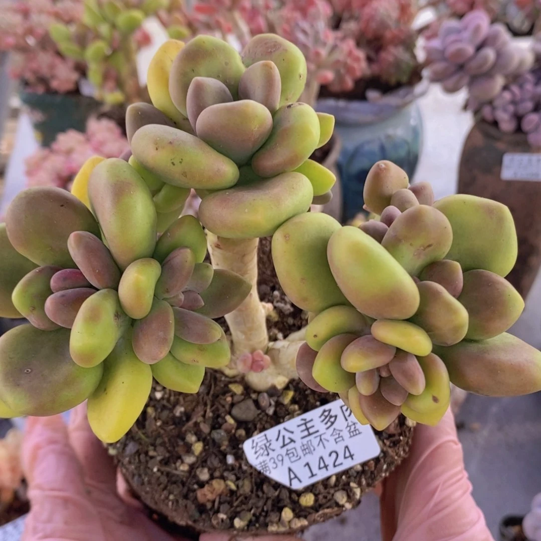芒果奶14cm1424多肉植物