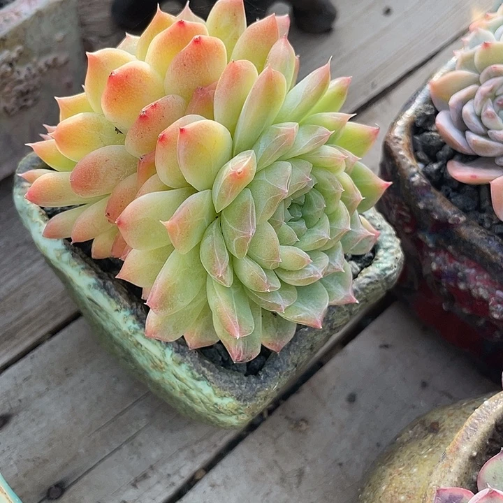 多肉植物多肉植物