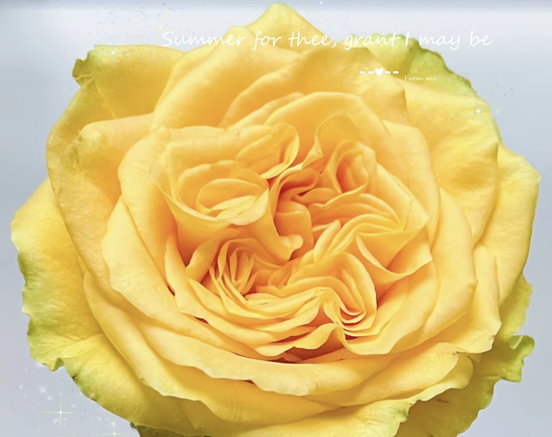 乡村阳光单头玫瑰18支+2支防破损 居家玫瑰 收到花带包装醒花