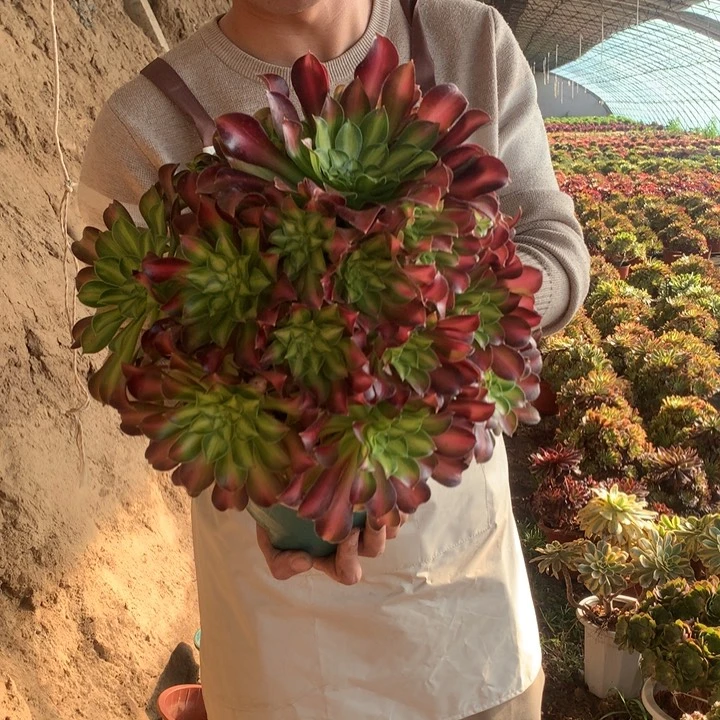 大棵精品韶华好看好养