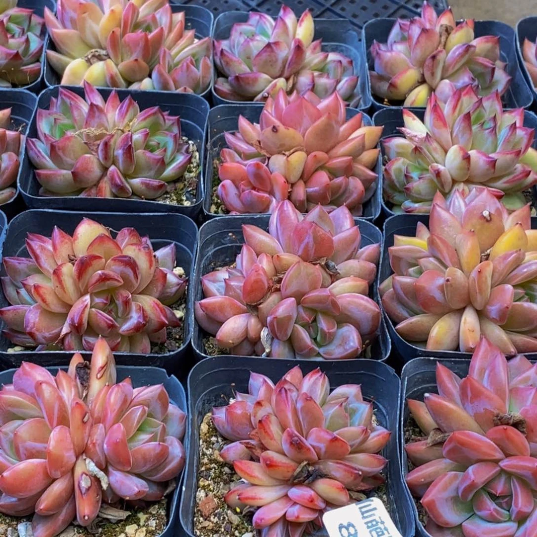 886多肉植物保护研究所所长的
