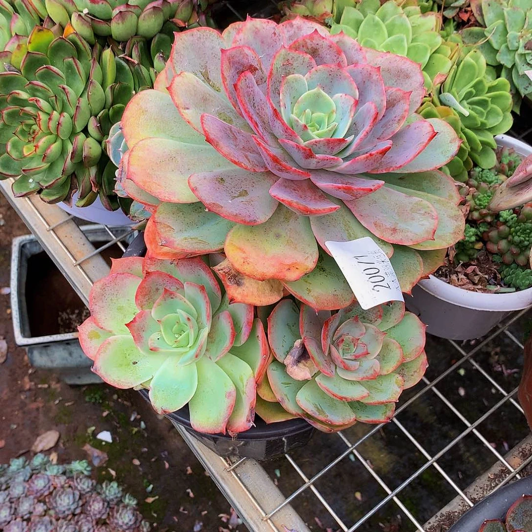 甜***妮  白雪公主多肉20071