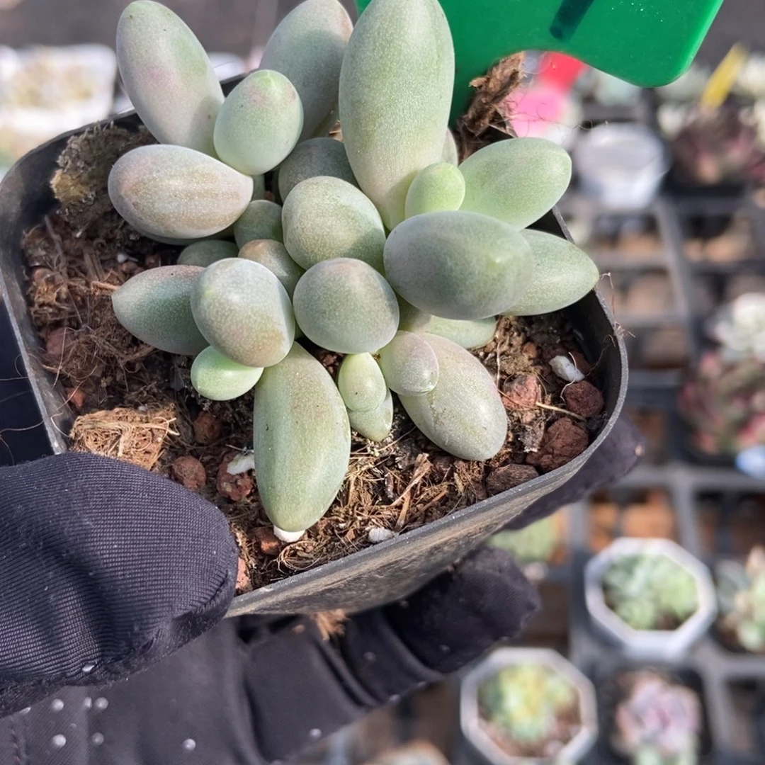 1039糖果美人多肉植物