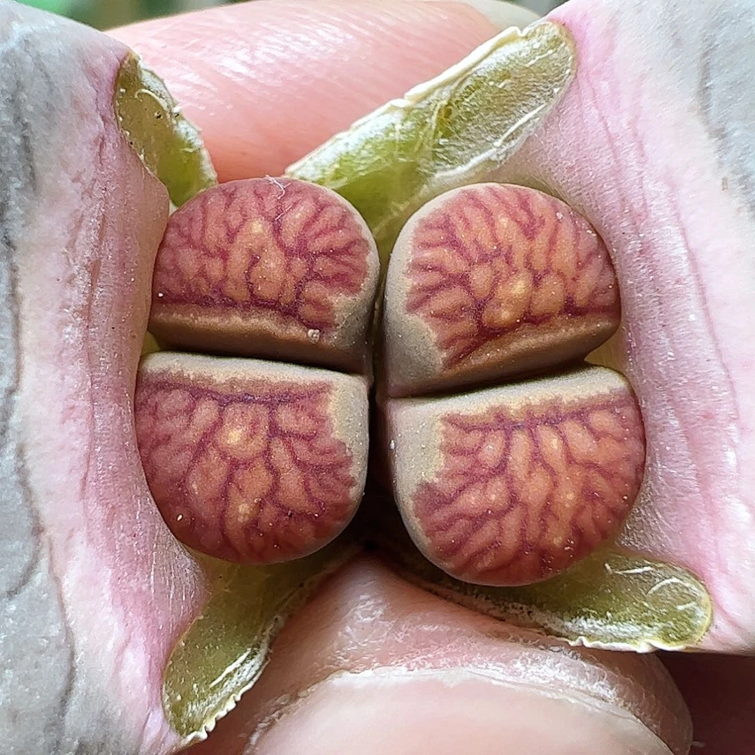 无花朵红窗菊一颗包邮………………………