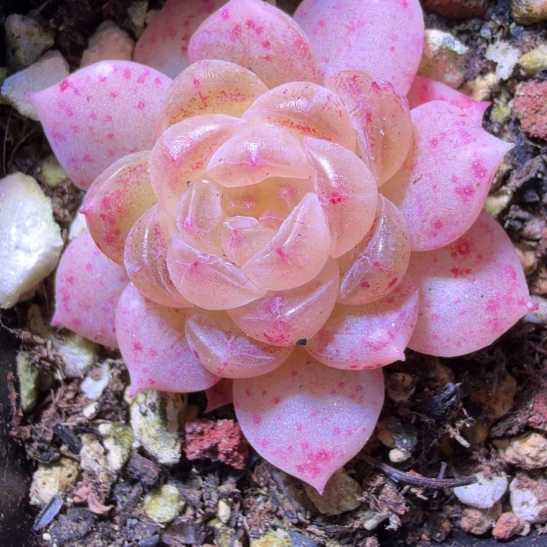 白冰单头元旦快乐