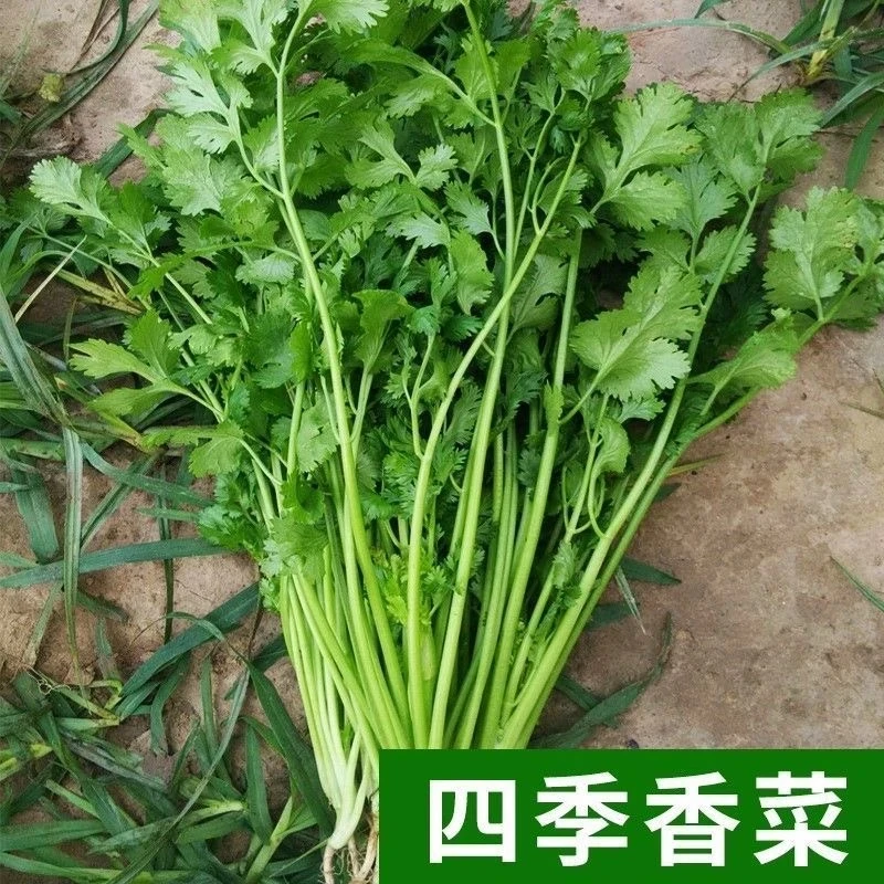 【三天发芽】四季快速香菜阳台室内花卉盆栽大叶耐热耐寒秋冬蔬菜