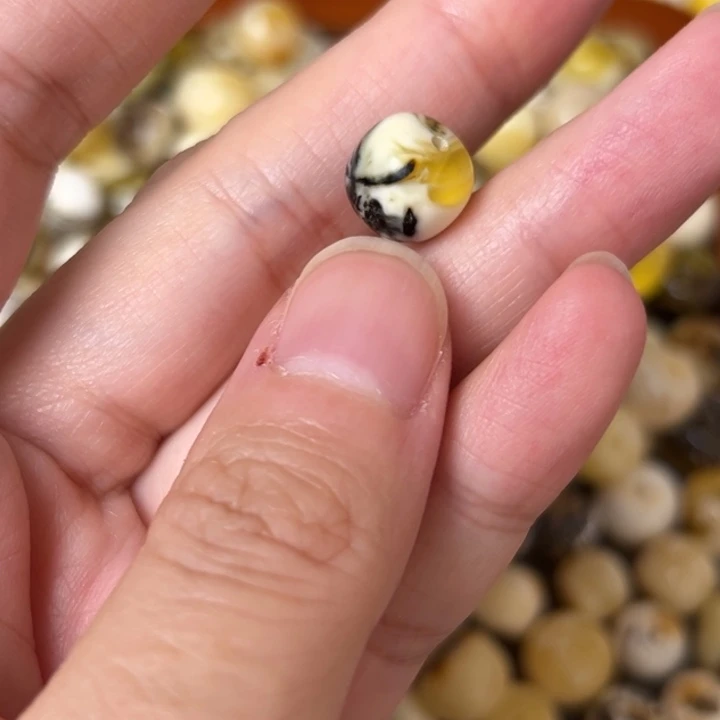 蜜蜡未镶嵌裸石10.2mm一个