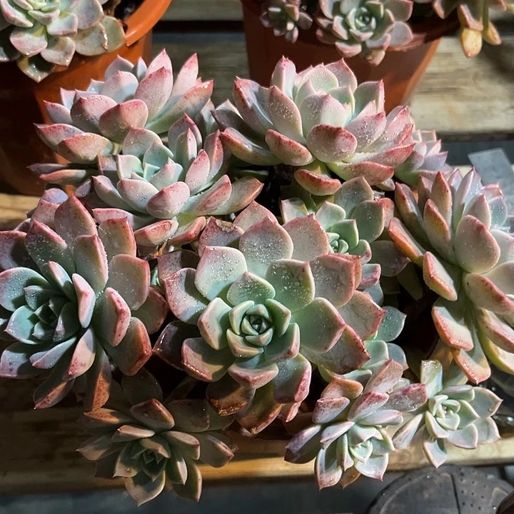 红粉佳人亿米多肉