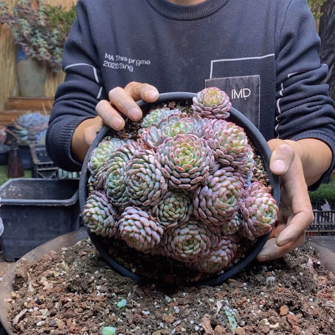 闲**贝420号白胖子多肉