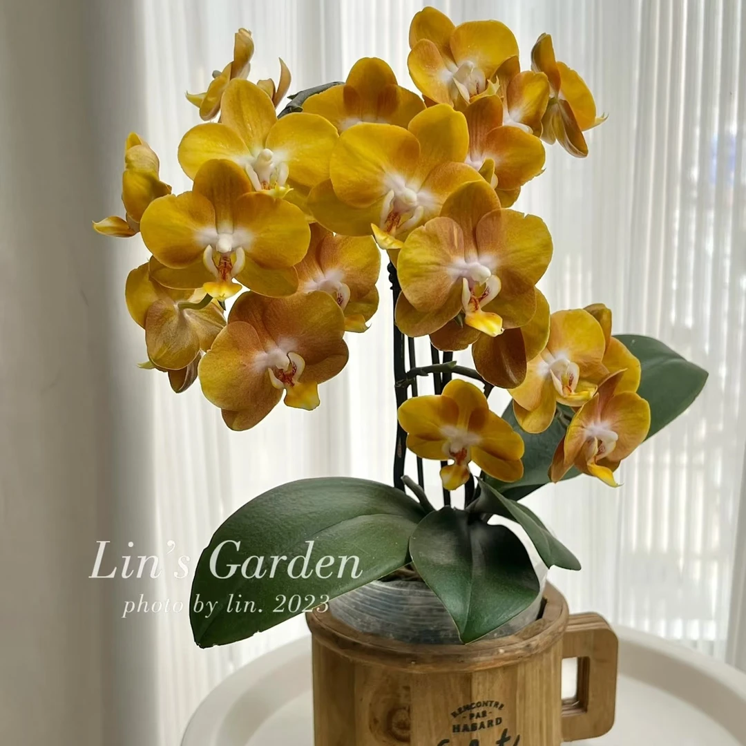 3.0寸杯不带花剑《拉斯维加斯》蝴蝶兰花苗目前没有开花