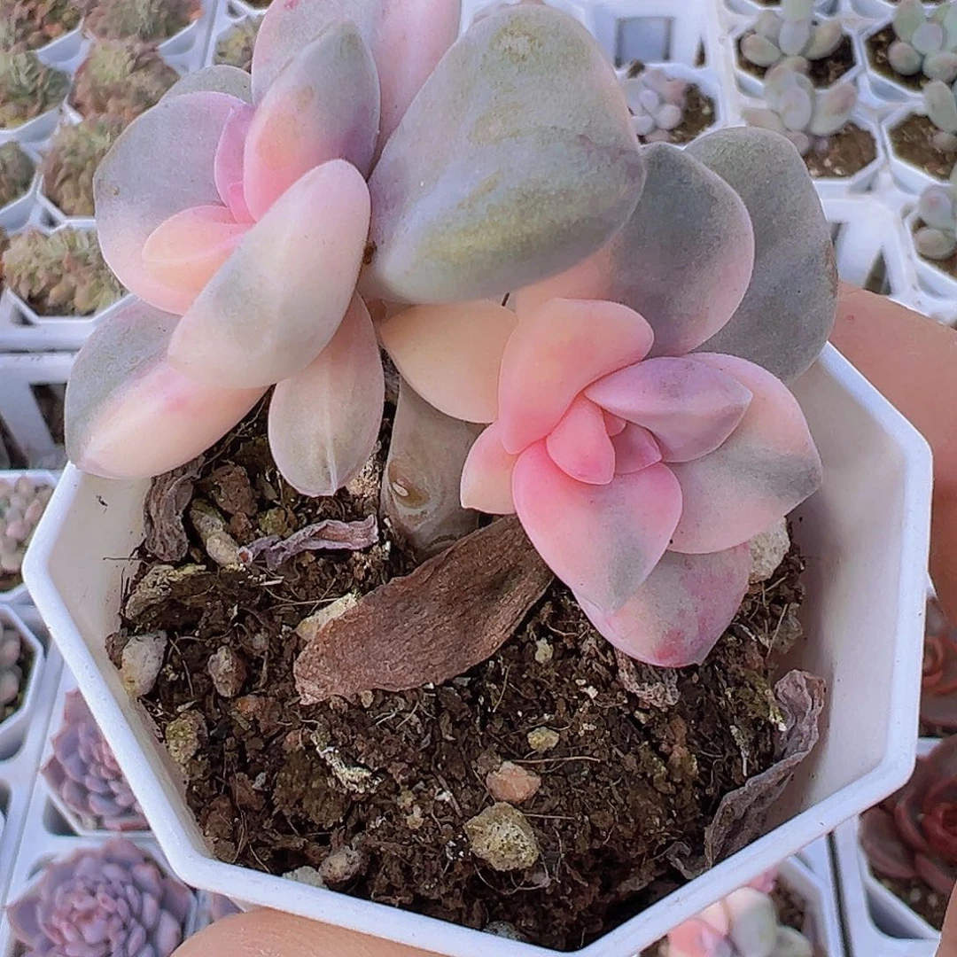 紫乐锦双头29包邮多肉