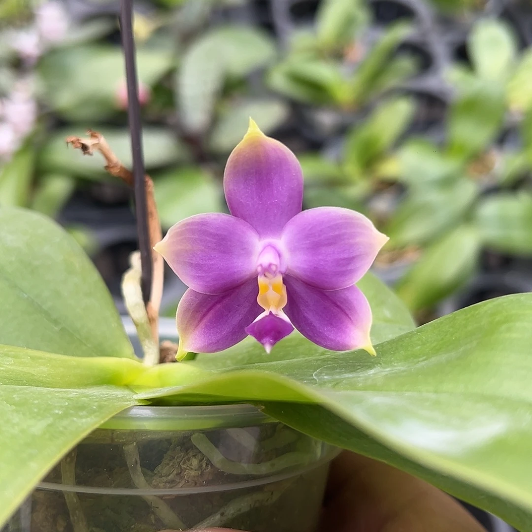 大部分开放少量花苞