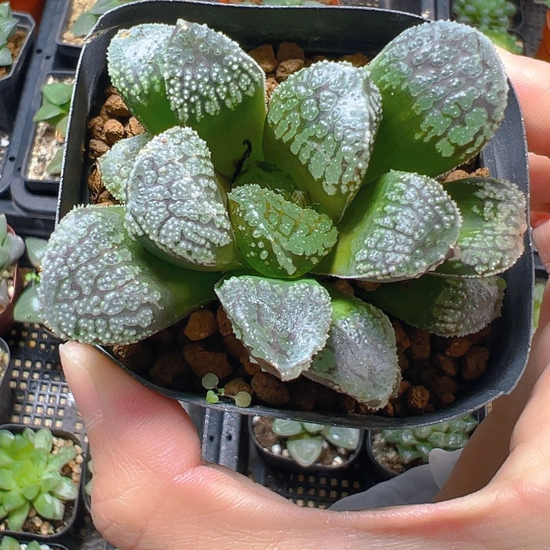 魔多寿多肉多肉多肉