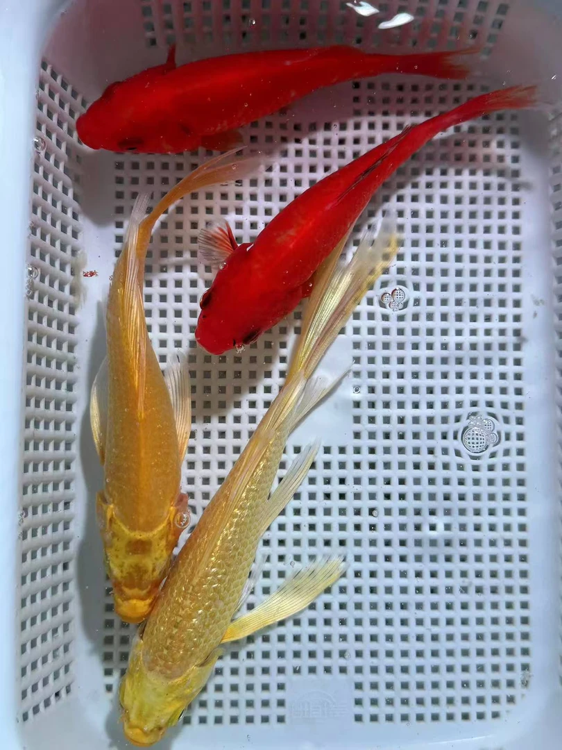 【新手福利】 黄金2+红草2条共四条 锦鲤观赏鱼活鱼 8-10cm