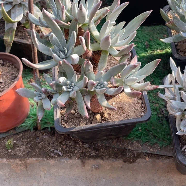 恋*肉61号奥罗拉多肉植物