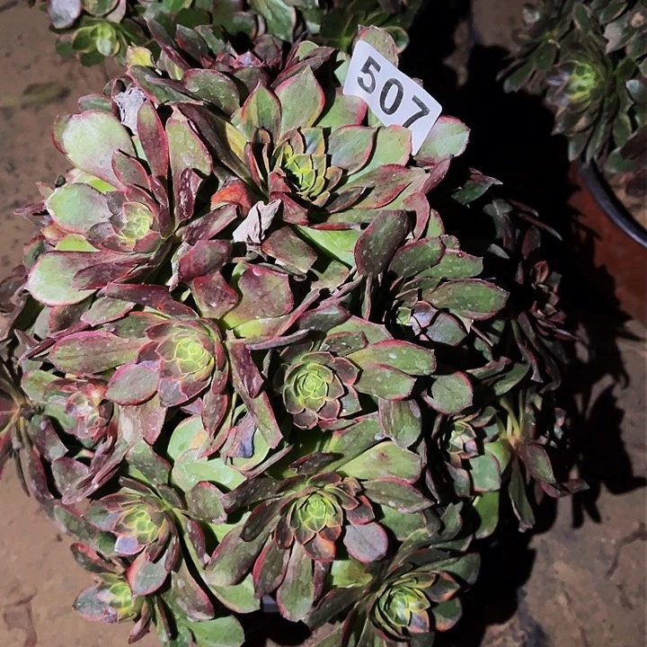 507黄金万两多肉植物处理不售后