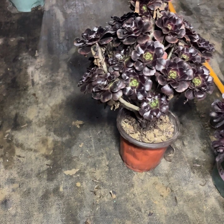 69圆叶黑法师多肉植物多肉