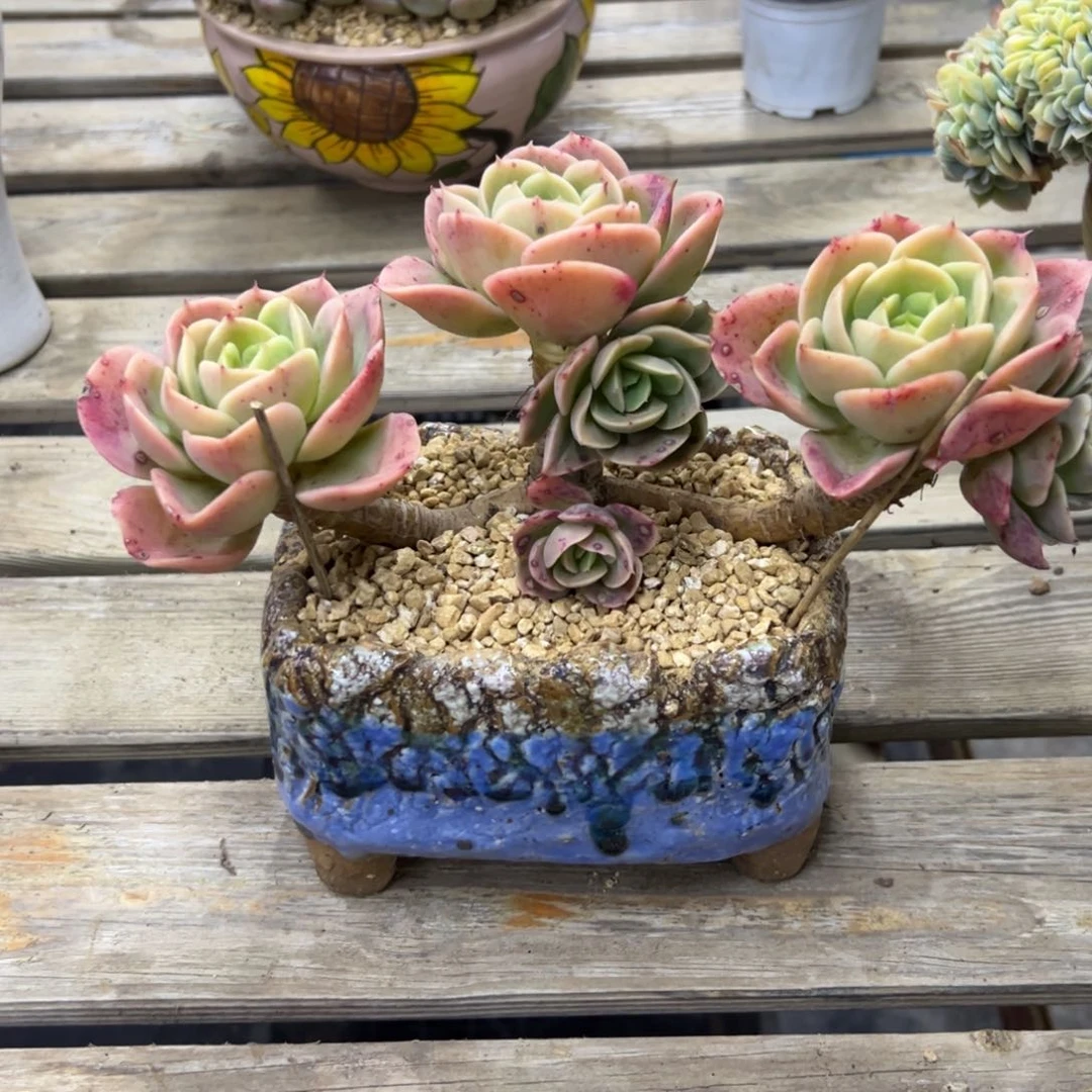 星哪塔48 零零多肉植物