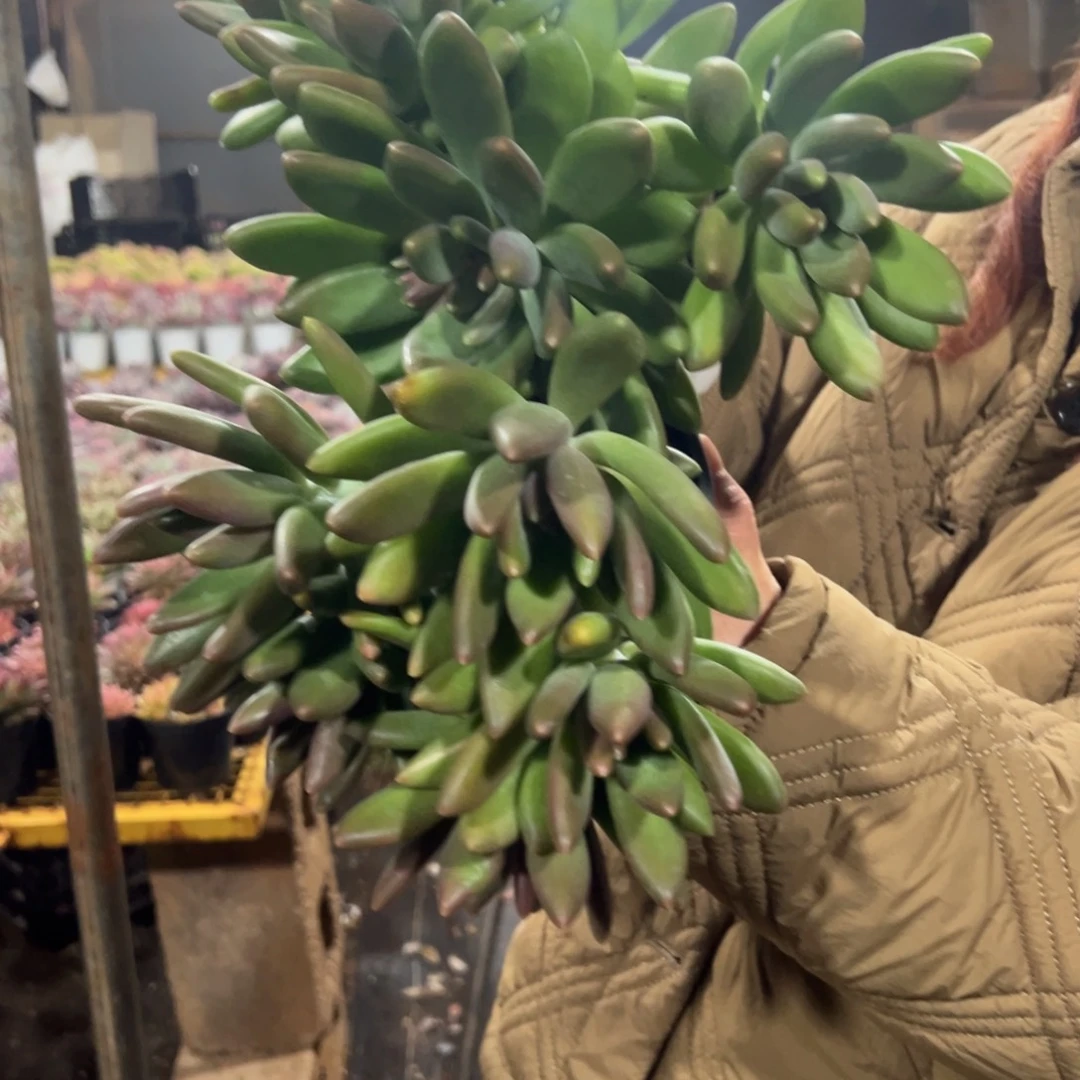 多肉植物芒果奶正版两个