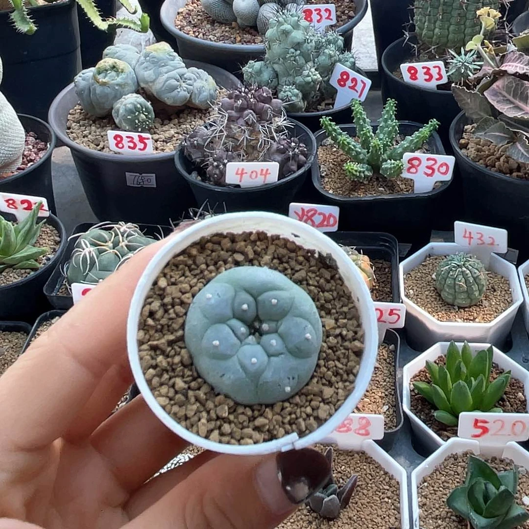 实生龟甲小海鲜仙人球
