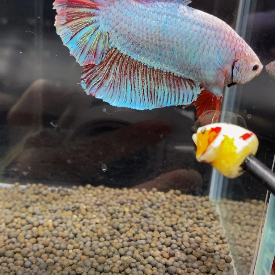 斗鱼354巨斗11111