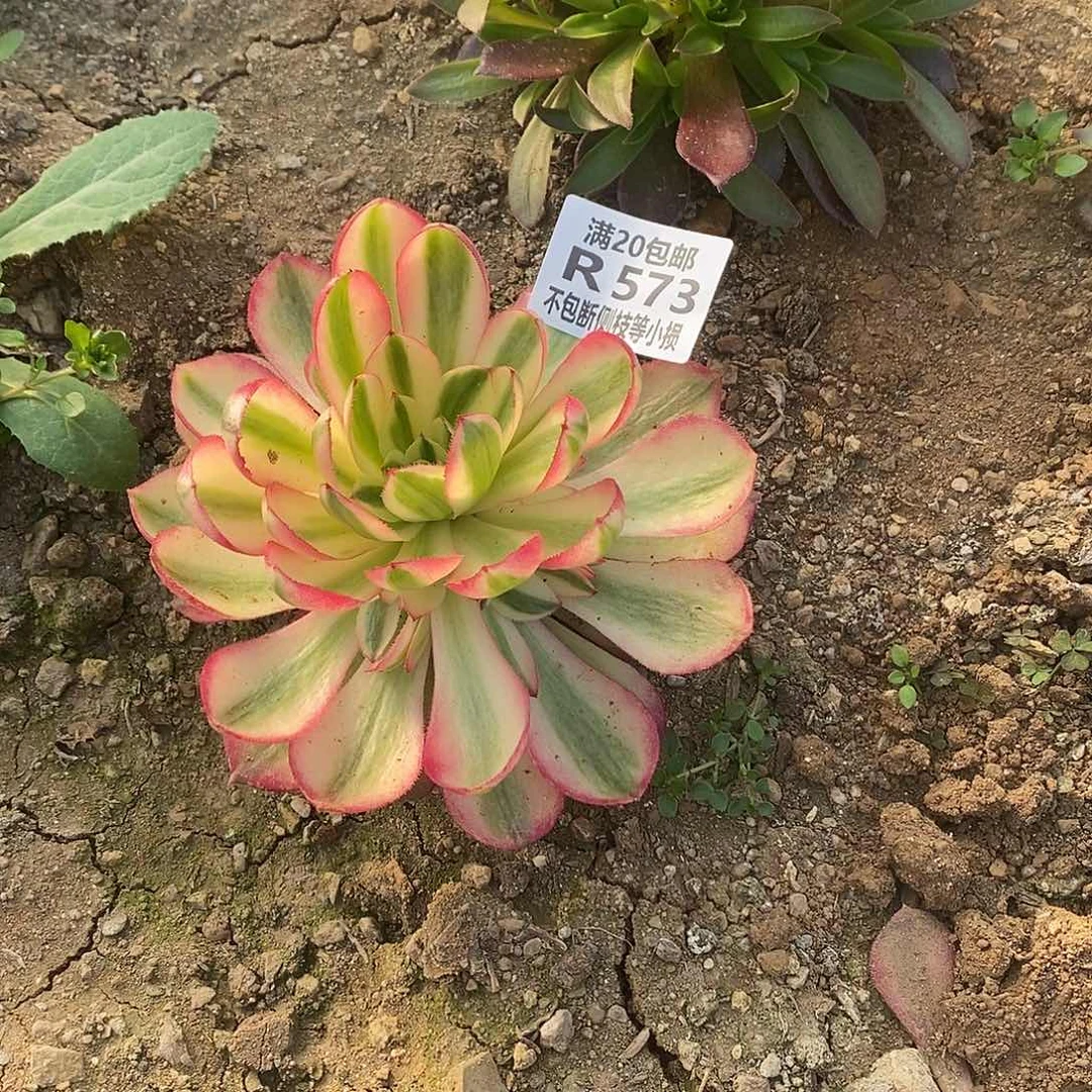 花*韵573荔枝多肉法师锦