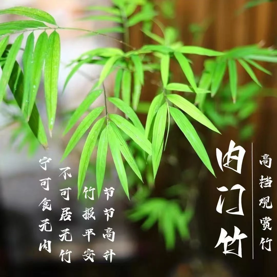 内门竹 室内绿植盆栽