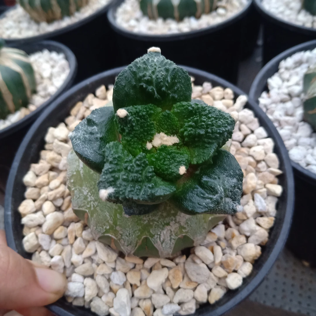 苗接草球仙人球嫁接小苗