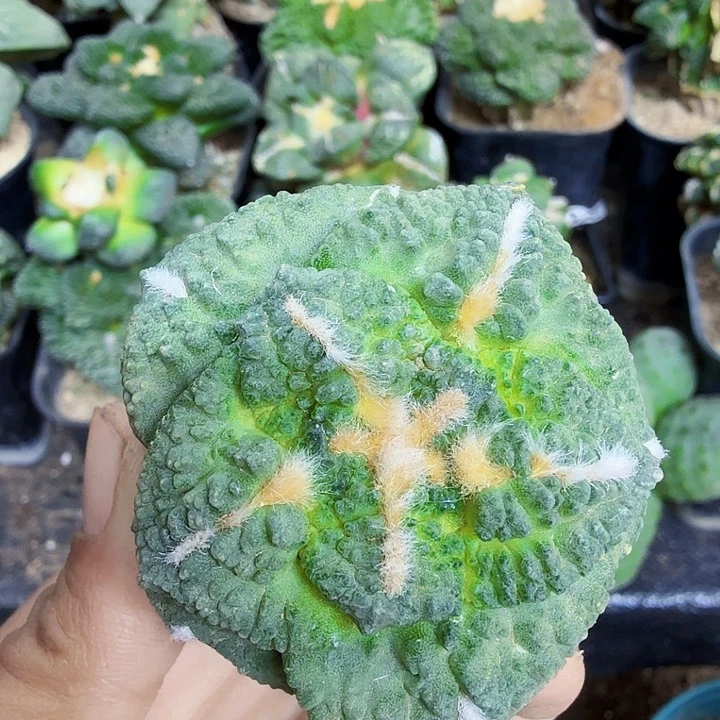 无花朵761蓝白肌大尤龟甲牡丹